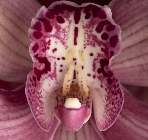 Orchid